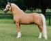 Welsch pony 7 